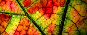 Preview wallpaper leaf, veins, colorful, macro, autumn