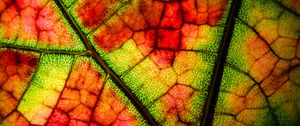 Preview wallpaper leaf, veins, colorful, macro, autumn
