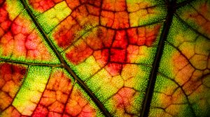 Preview wallpaper leaf, veins, colorful, macro, autumn