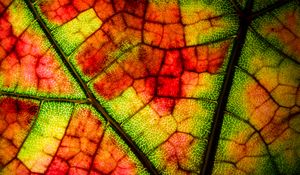 Preview wallpaper leaf, veins, colorful, macro, autumn