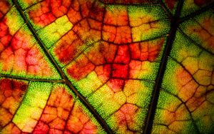 Preview wallpaper leaf, veins, colorful, macro, autumn