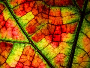 Preview wallpaper leaf, veins, colorful, macro, autumn