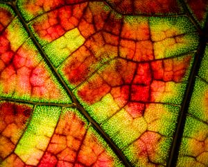 Preview wallpaper leaf, veins, colorful, macro, autumn