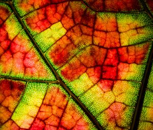 Preview wallpaper leaf, veins, colorful, macro, autumn