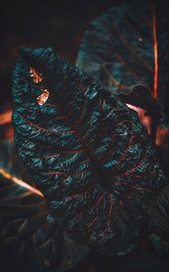 Preview wallpaper leaf, veins, dark, plant, closeup