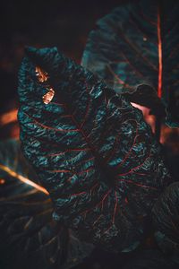 Preview wallpaper leaf, veins, dark, plant, closeup