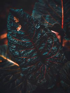 Preview wallpaper leaf, veins, dark, plant, closeup