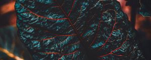 Preview wallpaper leaf, veins, dark, plant, closeup