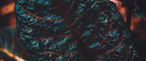 Preview wallpaper leaf, veins, dark, plant, closeup