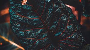 Preview wallpaper leaf, veins, dark, plant, closeup