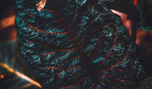 Preview wallpaper leaf, veins, dark, plant, closeup