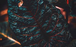 Preview wallpaper leaf, veins, dark, plant, closeup