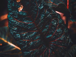 Preview wallpaper leaf, veins, dark, plant, closeup