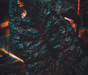 Preview wallpaper leaf, veins, dark, plant, closeup