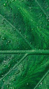 Preview wallpaper leaf, veins, drops, macro