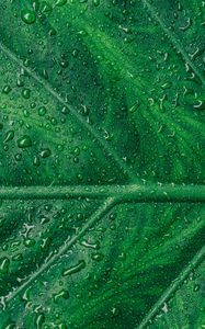 Preview wallpaper leaf, veins, drops, macro