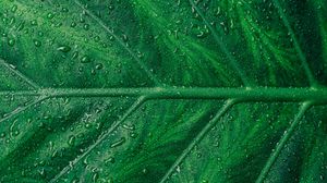 Preview wallpaper leaf, veins, drops, macro