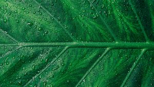 Preview wallpaper leaf, veins, drops, macro