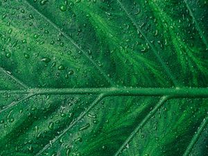 Preview wallpaper leaf, veins, drops, macro