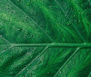 Preview wallpaper leaf, veins, drops, macro