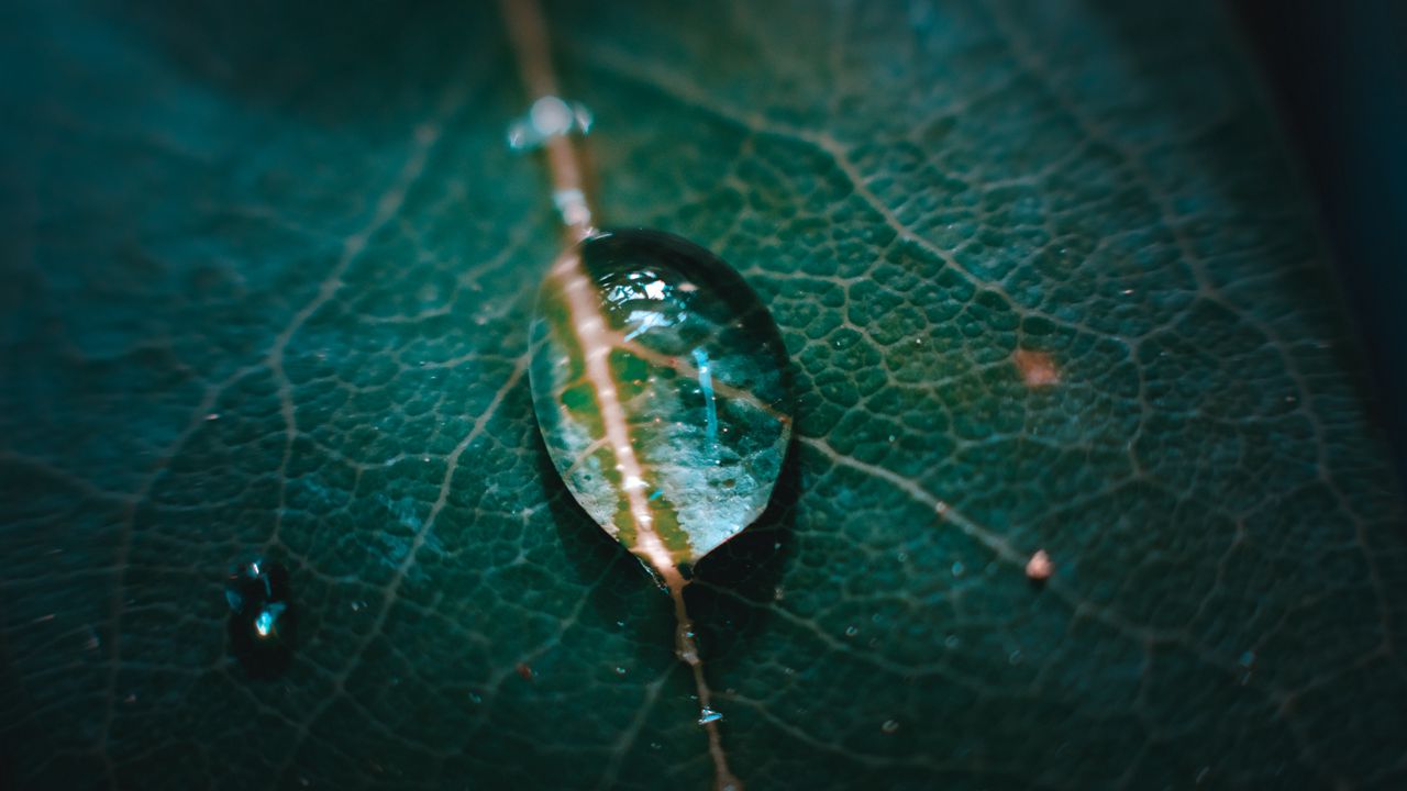 Wallpaper leaf, veins, drops, macro, green