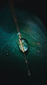 Preview wallpaper leaf, veins, drops, macro, green