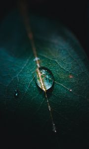 Preview wallpaper leaf, veins, drops, macro, green