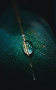 Preview wallpaper leaf, veins, drops, macro, green