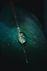 Preview wallpaper leaf, veins, drops, macro, green