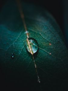 Preview wallpaper leaf, veins, drops, macro, green