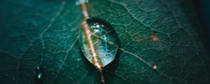 Preview wallpaper leaf, veins, drops, macro, green