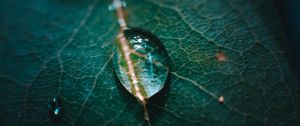 Preview wallpaper leaf, veins, drops, macro, green