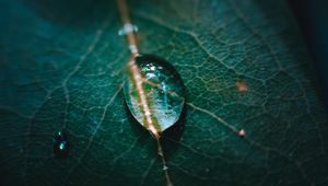 Preview wallpaper leaf, veins, drops, macro, green