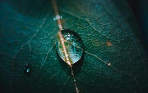 Preview wallpaper leaf, veins, drops, macro, green