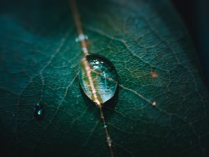 Preview wallpaper leaf, veins, drops, macro, green