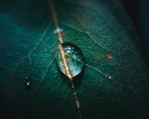 Preview wallpaper leaf, veins, drops, macro, green