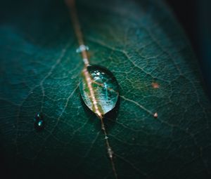 Preview wallpaper leaf, veins, drops, macro, green
