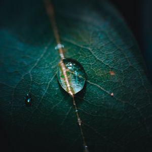 Preview wallpaper leaf, veins, drops, macro, green