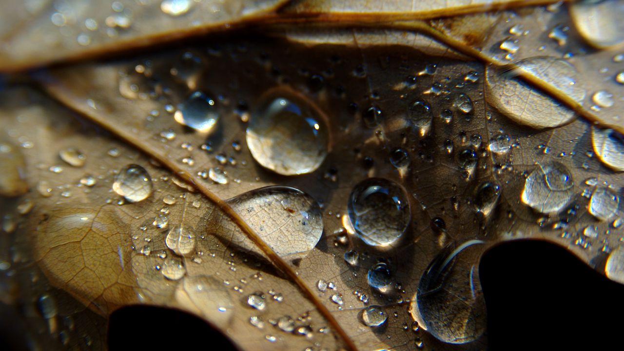 Wallpaper leaf, veins, drops, wet, macro