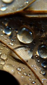 Preview wallpaper leaf, veins, drops, wet, macro
