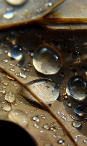 Preview wallpaper leaf, veins, drops, wet, macro