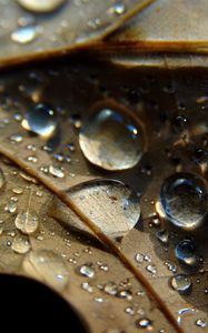 Preview wallpaper leaf, veins, drops, wet, macro