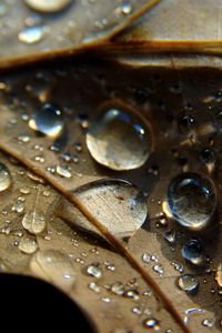 Preview wallpaper leaf, veins, drops, wet, macro