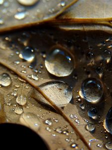 Preview wallpaper leaf, veins, drops, wet, macro