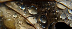 Preview wallpaper leaf, veins, drops, wet, macro