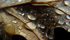 Preview wallpaper leaf, veins, drops, wet, macro