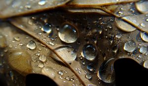 Preview wallpaper leaf, veins, drops, wet, macro