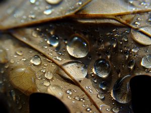 Preview wallpaper leaf, veins, drops, wet, macro