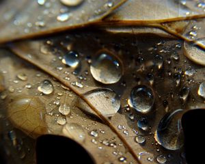 Preview wallpaper leaf, veins, drops, wet, macro
