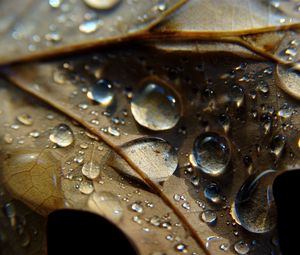 Preview wallpaper leaf, veins, drops, wet, macro